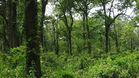 Dense Sal Forests of madhya-pradesh